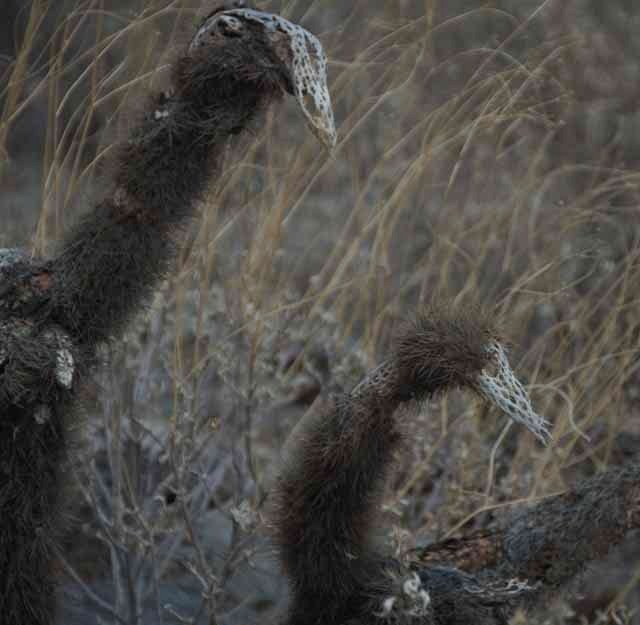 dead cholla plant
